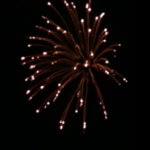 Red Strobe Willow